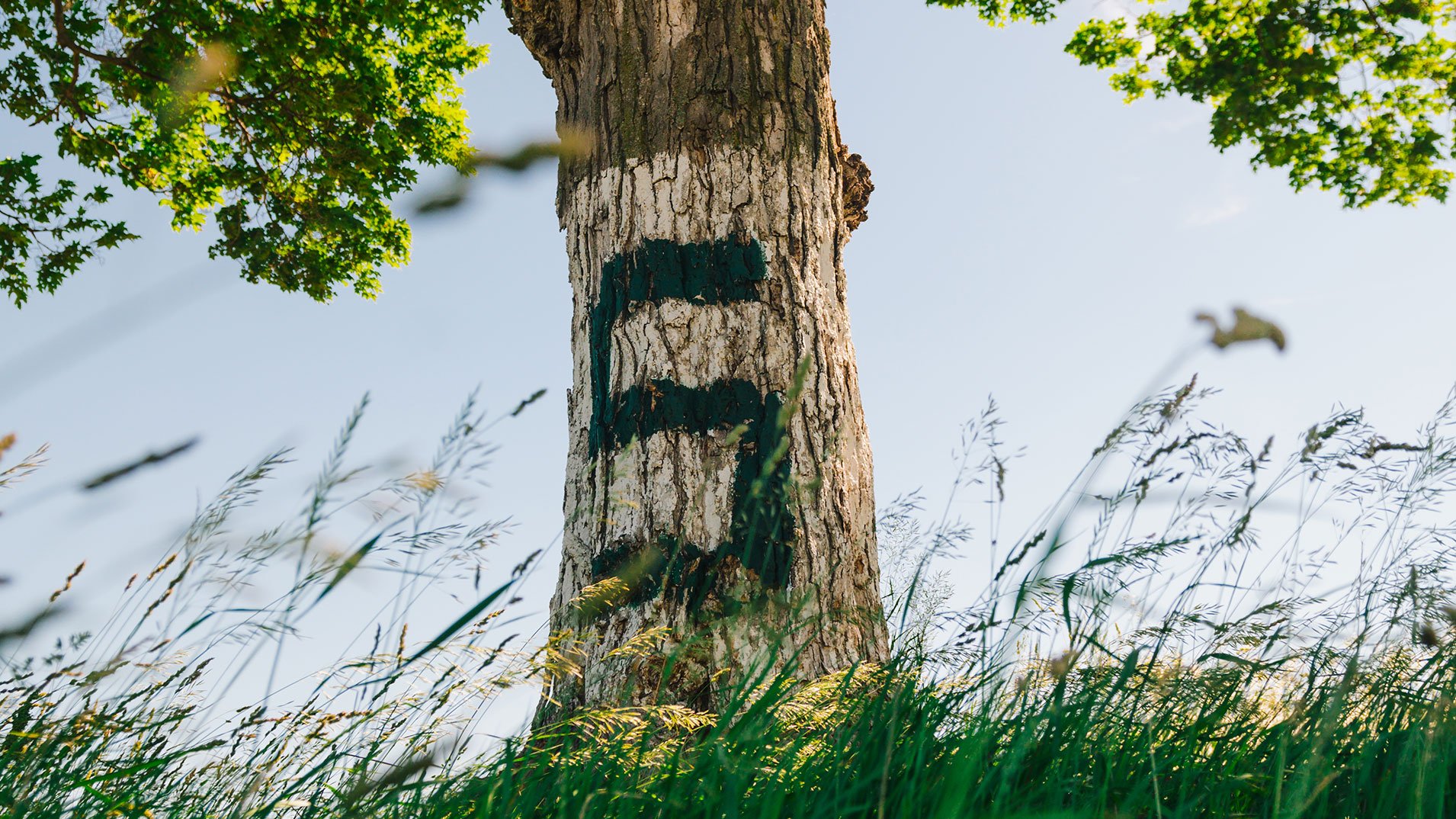 The letter 'S' spray painted on a tree