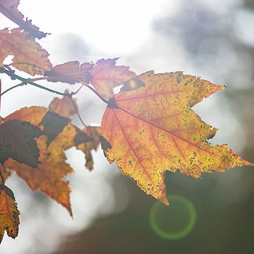 Autumn leaves