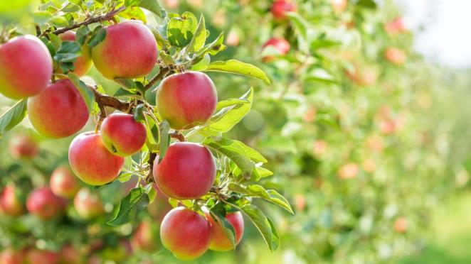 Harvesting Robot Cuts Farm Labor Costs By 20%